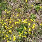 SORDUM SARI ÇİÇEĞE!.. SORDUM SARI ÇİÇEĞE!..